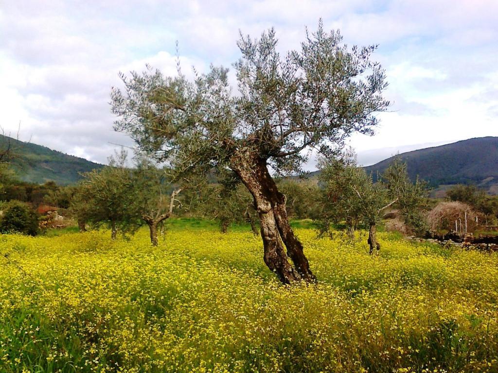 La Posada Del Casar Casar de Palomero Bagian luar foto